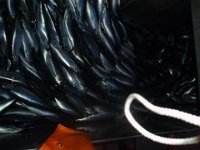 P8050058